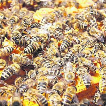 Bienenhonig – was macht ihn so wertvoll? - Die Bienen und ihr Erzeugnis sind am 7. November im Fokus. Bild. pd