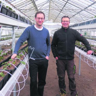 Erdbeeren statt Tomaten - Christoph Hagenbuch (links) und Mitarbeiter Christoph Frick inmitten der neu gepflanzten Erdbeersetzlinge. Bild: zg