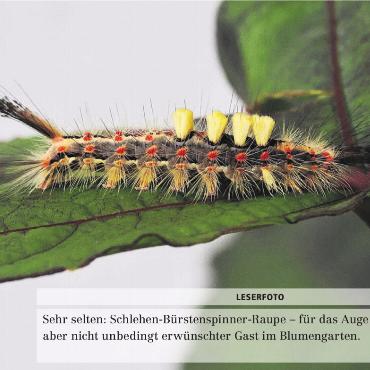 LESERFOTO