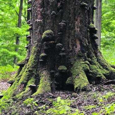 Die Geheimnisse des Emauswaldes - Eichen bieten unter anderem Lebensräume für Pilze. Bild: Pixabay