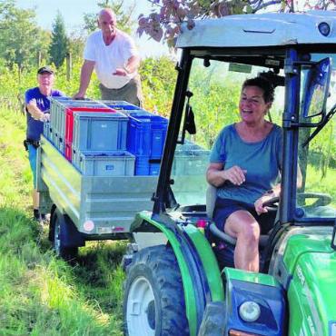 Traubenlese im Paradies