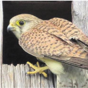 Vogelwelt kennenlernen - Der Turmfalke ist eine in der Region verbreitete Vogelart. Bild: zg
