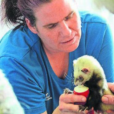 Lächeln ins Gesicht zaubern - Tierpflegerin Cornelia Trinkl besucht mit ihren Lieblingen, den Frettchen, regelmässig die Bewohner und Bewohnerinnen im Reusspark. Bild: chh