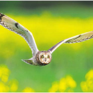 Der einmalige Moment - 2023. Eine Sumpfohreule fliegt über die Rapsfelder bei der stillen Reuss in Rottenschwil. «Es war das einzige Mal, dass ich diesen Vogel dort gesehen habe», sagt Simon Huwiler.