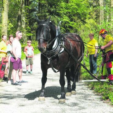 Grossen Eindruck hinterlassen - Im Gunzenbühl konnte bei «megaNatur» eine Holzerei mit Pferd erlebt werden.