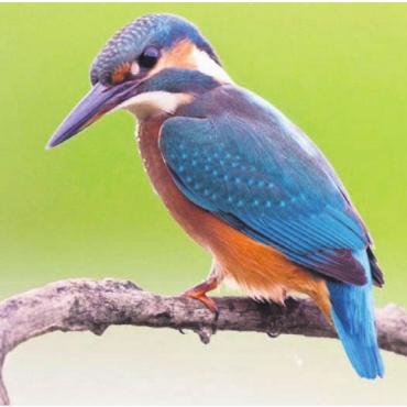 An alle Vogelfreunde - Am Vortrag gibt es viel Wissenswertes über den Eisvogel zu erfahren. Bild: zg