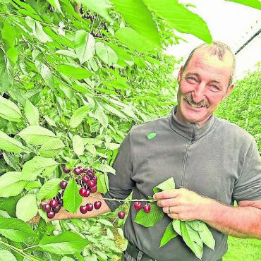 Die goldenen Kirschen vom Saumhof - Andreas Seeholzer zeigt in seinen Kirschenkulturen auf dem Saumhof dicht behangene Äste, deren Kirschen täglich degustiert werden. Bild: rb