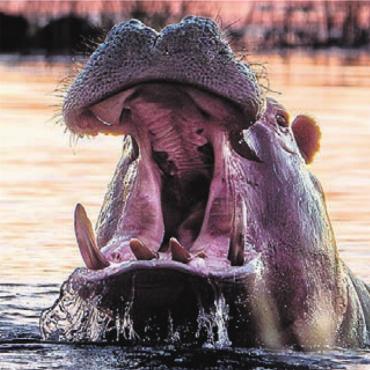 Naturwunder und Lebensfreude - Gähnendes Flusspferd im Abendrot.