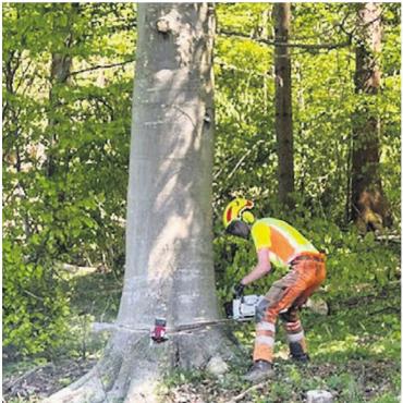 Wenn der Wald berührt - Die Kunst des Baumfällens wurde von den Forstmitarbeitenden ebenfalls präsentiert.