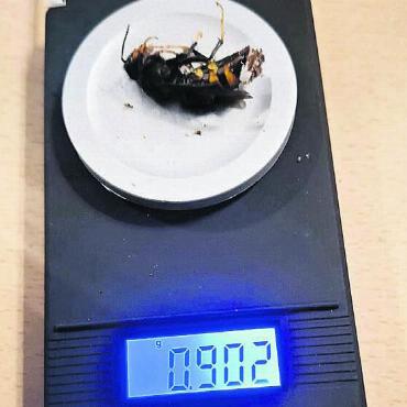 Grosses Ausbreitungspotenzial - Die Asiatischen Hornissen wurden gewogen. Bild: zg