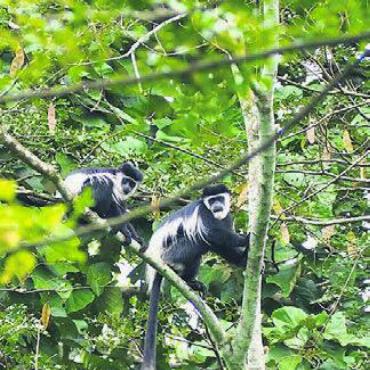 Weil Bäume Leben bedeuten - Im Itoya Forest finden inzwischen viele Primatenarten Schutz.