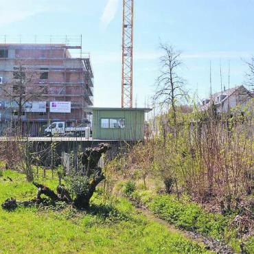 Neues Leben für den Bach - Neu wird der Pflanzerbach auch auf der anderen Seite der Bellikonerstrasse oberirdisch fliessen. Bild: Roger Wetli