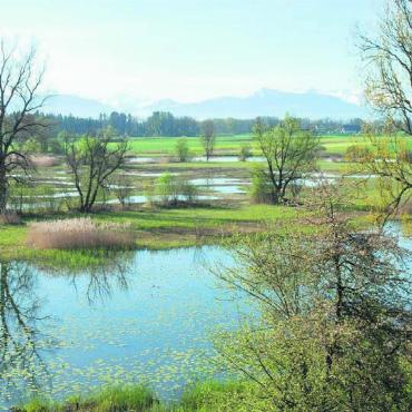 Lebensraum Reusstal - Die Altwasserlandschaft Stille Reuss bei Rottenschwil. Bild: zg