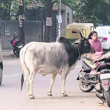 Ein weiteres Abenteuer - Rinder sind im Strassenverkehr in Indien keine Seltenheit. Und die Tiere haben auch Vortritt.