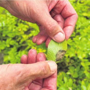 In diesem Ausmass nie erlebt - Landwirt Franz Hagenbuch zeigt die angegriffenen Blätter der Kartoffelstauden. Bild: ake