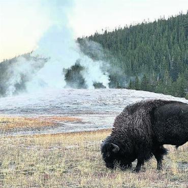 Preisgekrönter Einsiedler - Alleine mit Bison und eruptierendem Geysir: Auf seinen Reisen hält Hugenberg seine Erlebnisse fest. Auf diese Art und Weise sind unzählige, faszinierende Schnappschüsse entstanden, wie dieser im Yellowstone National Park im US-Bundesstaat Wyoming. 
Bild: Reto Hugenberg