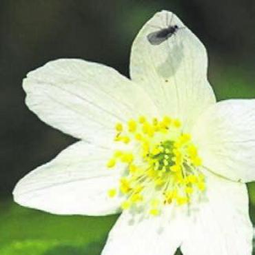 Frühblüher ganz gross - Buschwindröschen. Bild: zg