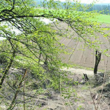 Förderung bedrohter Arten - Etwa an diesem Standort werden die Weiher erstellt. Bild: Roger Wetli