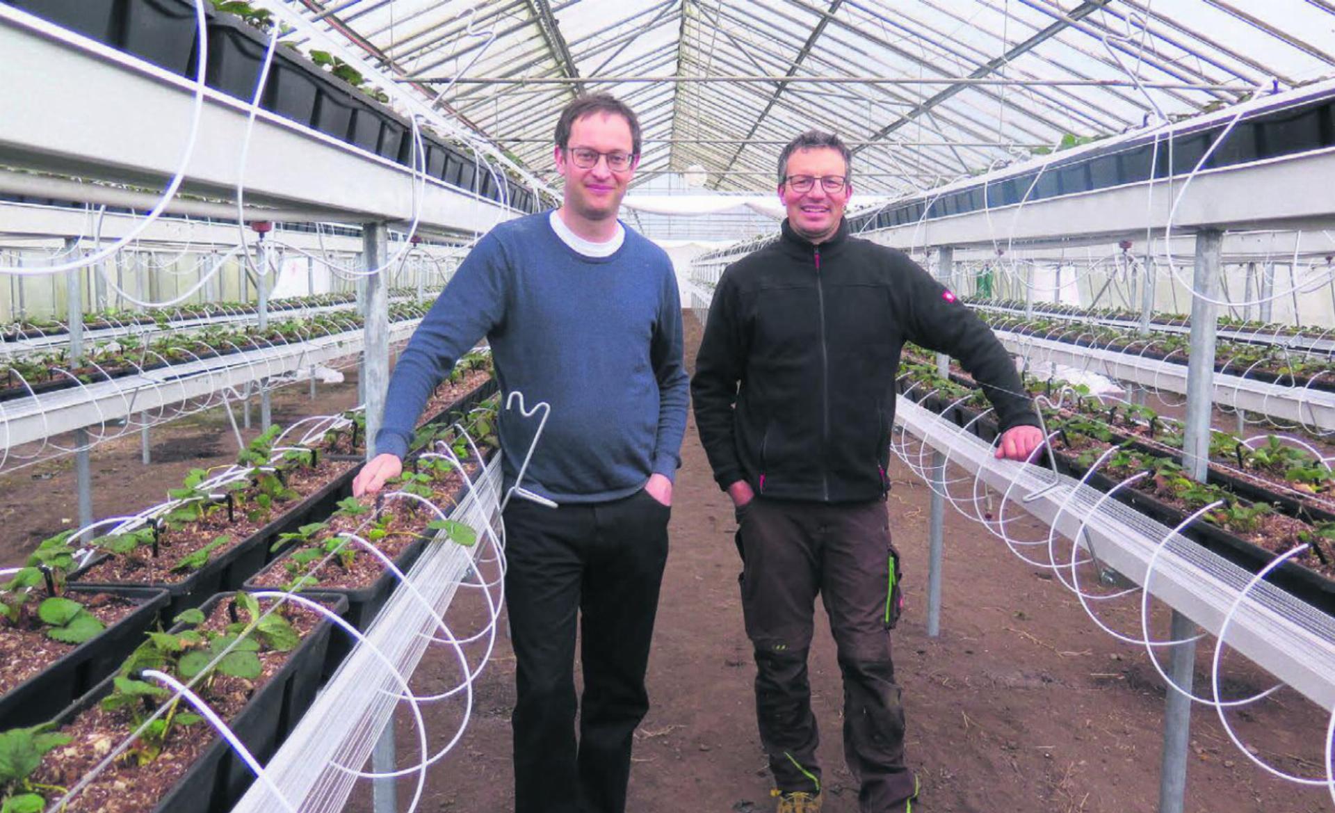 Christoph Hagenbuch (links) und Mitarbeiter Christoph Frick inmitten der neu gepflanzten Erdbeersetzlinge. Bild: zg