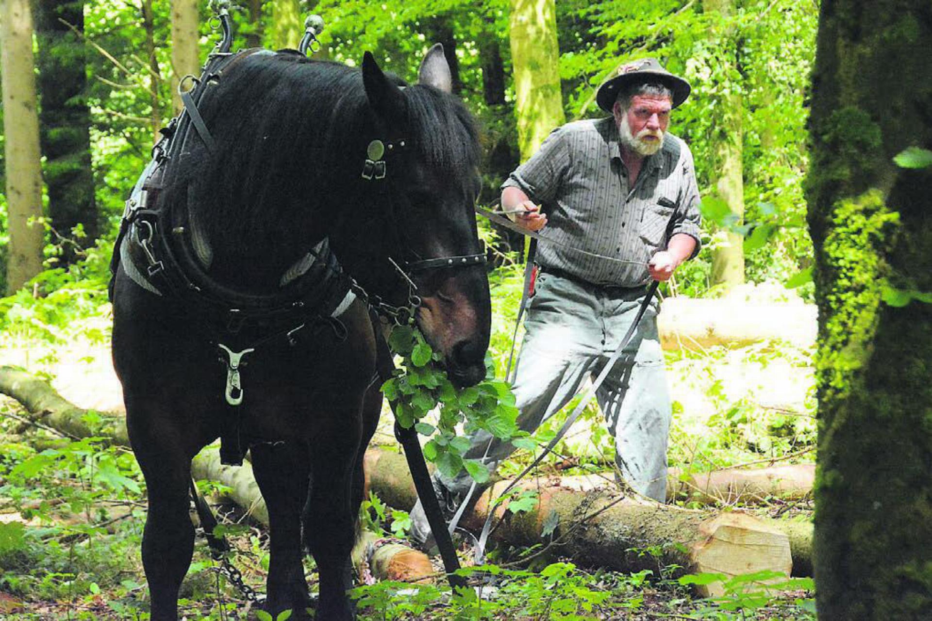 Nicht nur früher, auch heute wird das Holz teilweise mit Pferden aus dem Wald transportiert: Peter Jenni und der Hengst Mo zeigen, wie das geht. Bilder: Celeste Blanc (2) / zg