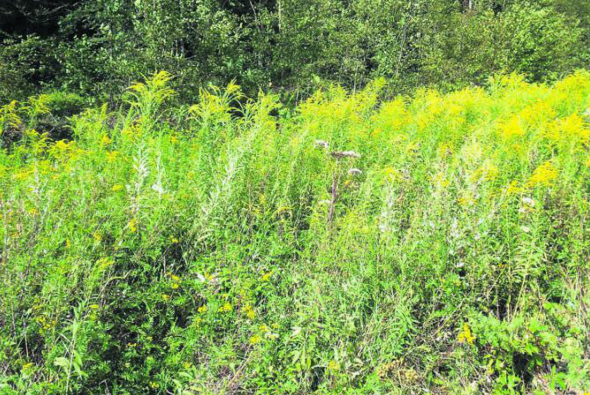 Goldruten zählen zu den invasiven Neophyten. Sie können ganze Flächen überwachsen und so Pflanzen und Tiere verdrängen. Bild: Archiv