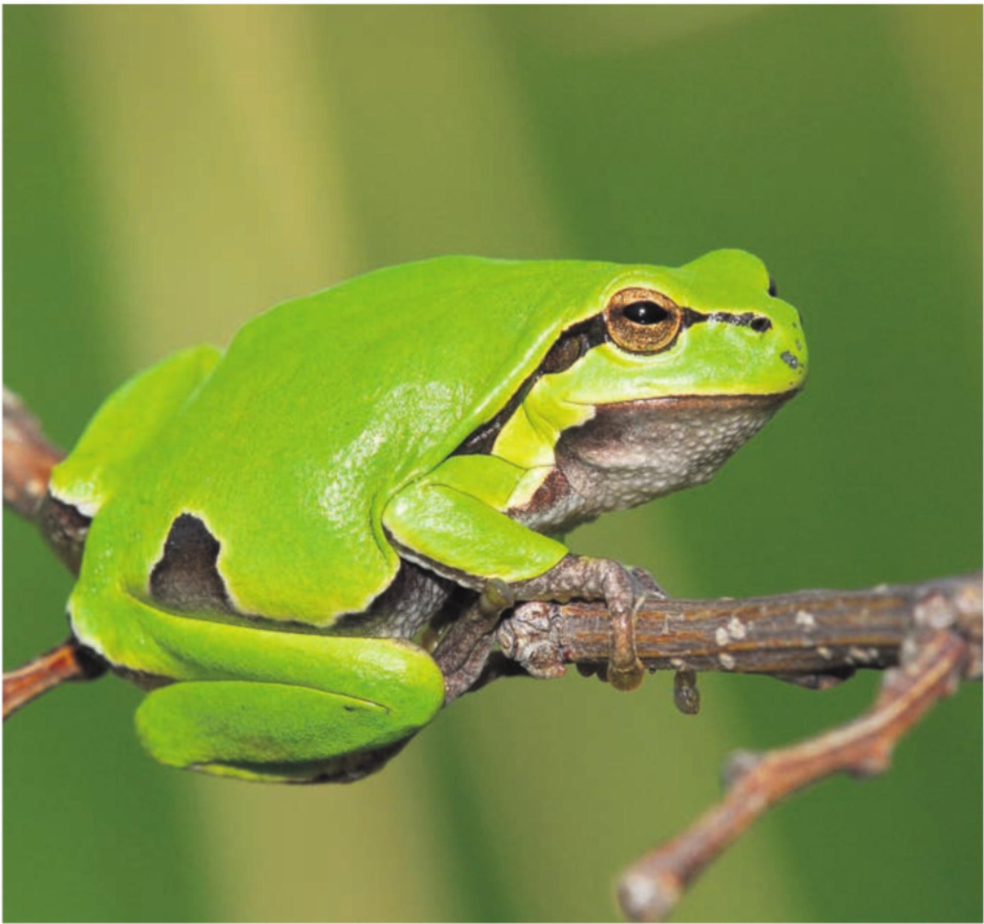 Amphibien wie diesem Laubfrosch hoffen die Besucher zu begegnen.   Bild: zg - Das Bild wird blockiert. – Möglicherweise durch einen aktiven Adblocker.