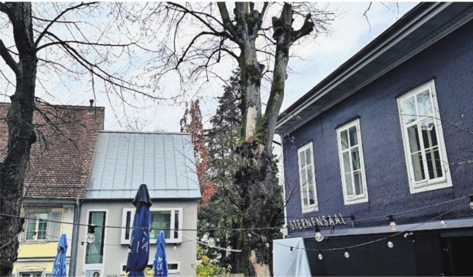 Linde beim Sternensaal mit stark eingekürzter Krone und Schäden an der Borke.
Bild: gk - Das Bild wird blockiert. – Möglicherweise durch einen aktiven Adblocker.