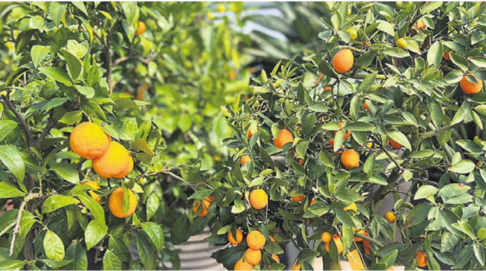 Die Emil Huber AG übernimmt die Überwinterung fachmännisch. - Das Bild wird blockiert. – Möglicherweise durch einen aktiven Adblocker.