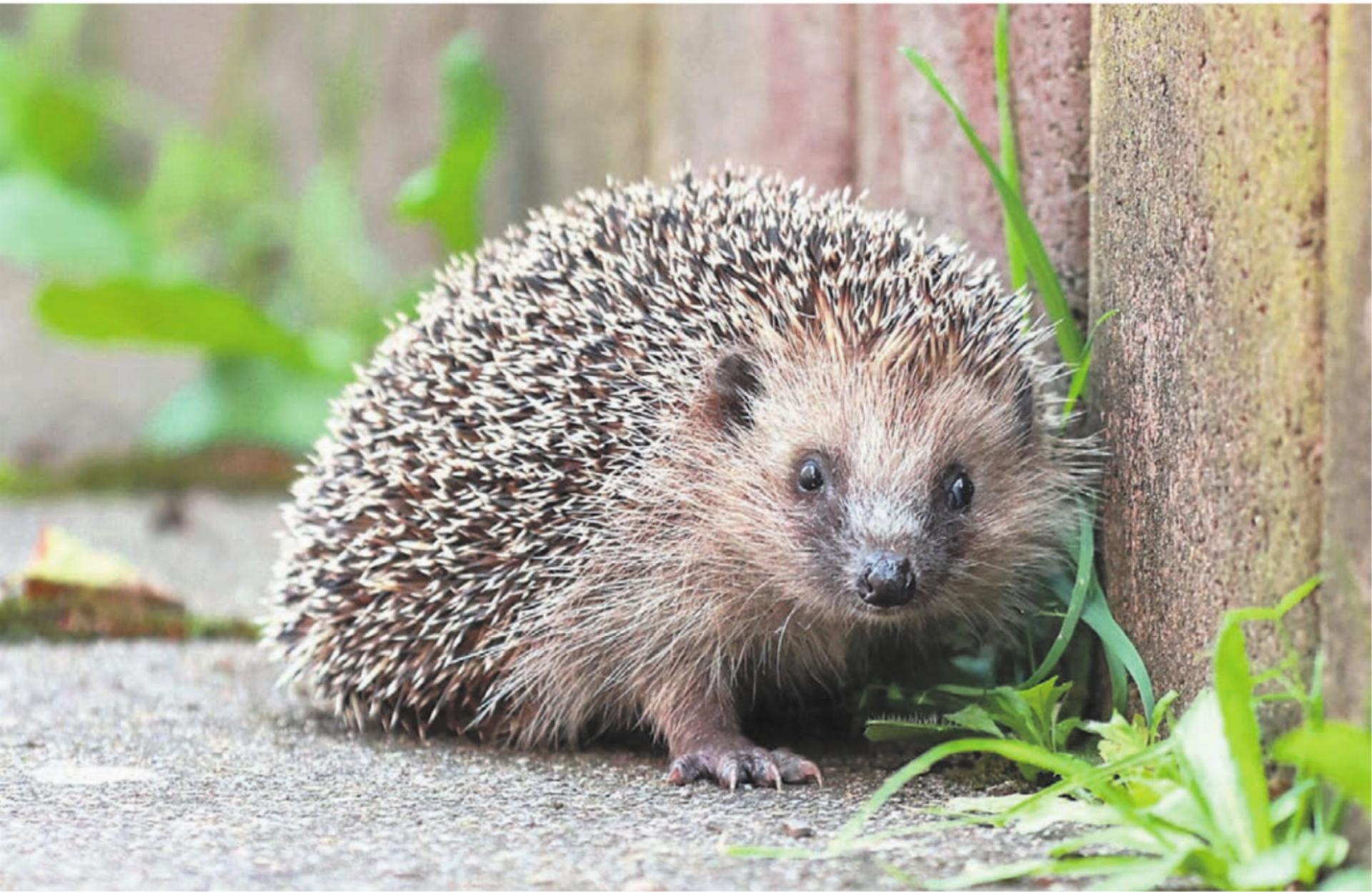 Igel kommen heutzutage häufiger im Siedlungsraum als in Landwirtschaftsgebieten vor. Sie leben gerne in Gärten und Grünflächen mit vielen Versteckmöglichkeiten wie Hecken oder Asthaufen. Bild: Bernadette Schoeffel / wildenachbarn.ch - Das Bild wird blockiert. – Möglicherweise durch einen aktiven Adblocker.
