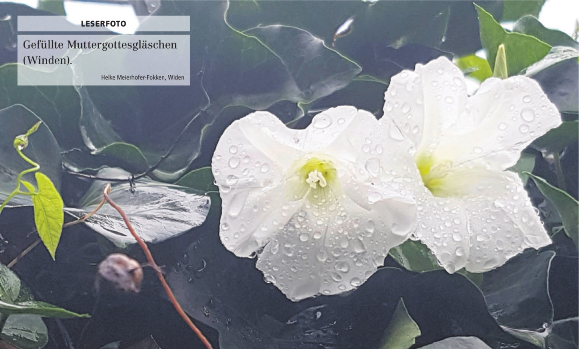  - Das Bild wird blockiert. – Möglicherweise durch einen aktiven Adblocker.