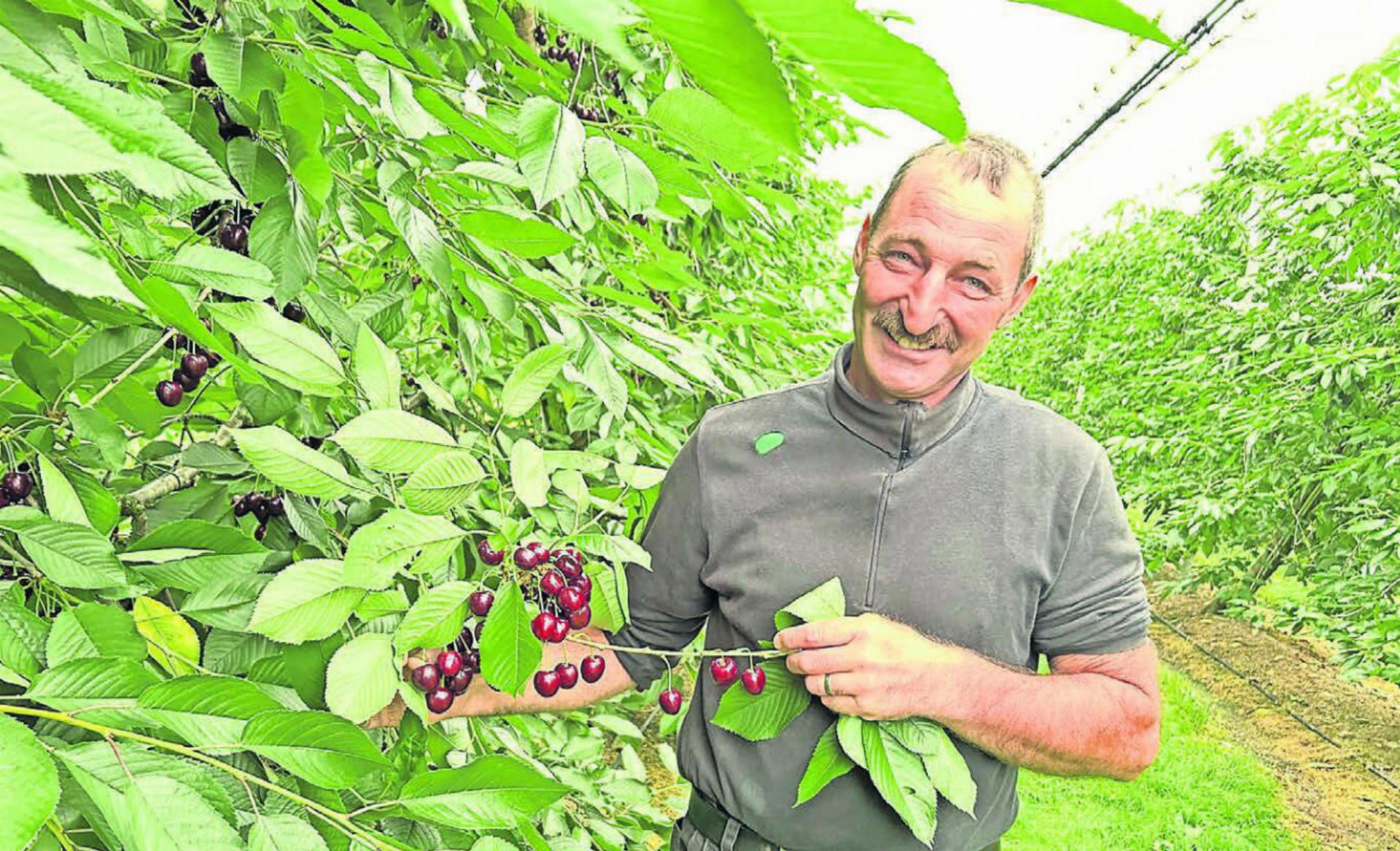 Andreas Seeholzer zeigt in seinen Kirschenkulturen auf dem Saumhof dicht behangene Äste, deren Kirschen täglich degustiert werden. Bild: rb