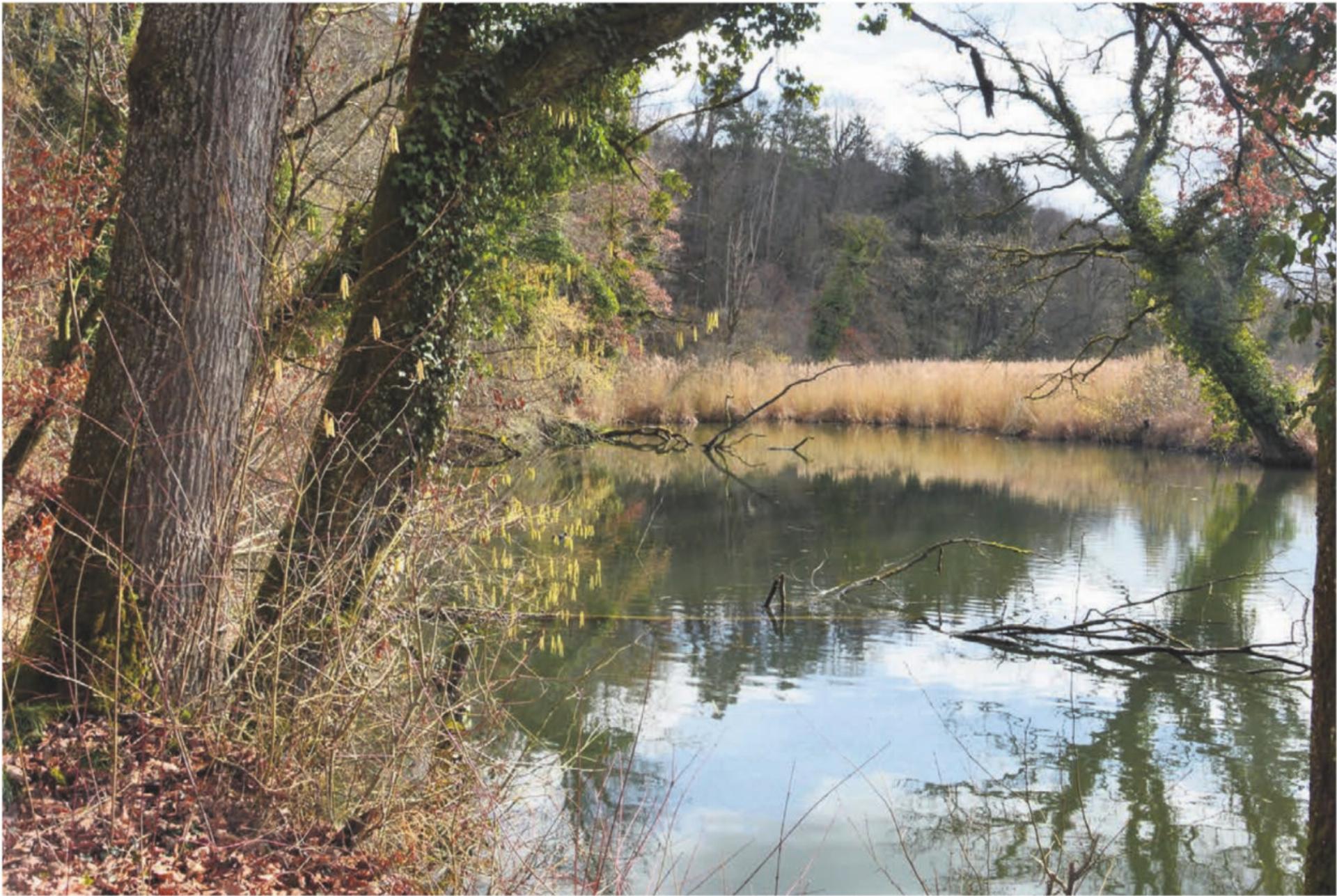 Die Alte Reuss in Künten Sulz bietet nicht nur optisch viel, sondern ist auch Lebensraum von vielen Tierund Pflanzenarten. Sie soll erhalten und aufgewertet werden.
Bilder: Roger Wetli / Archiv - Das Bild wird blockiert. – Möglicherweise durch einen aktiven Adblocker.