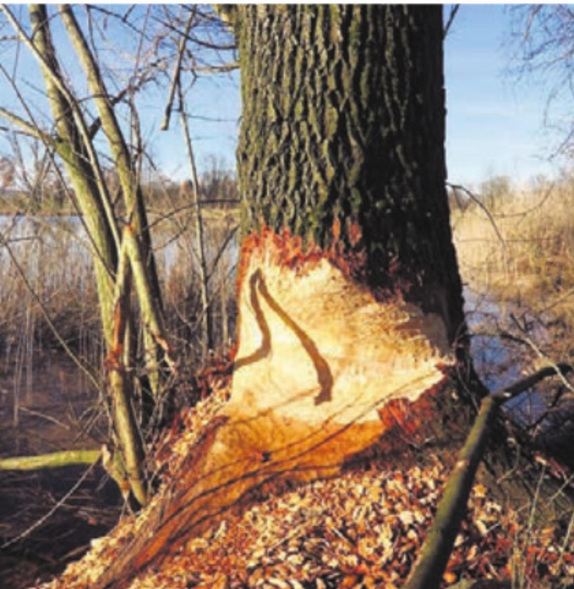 Die Beissspuren des Bibers sind im Reusstal deutlich zu sehen. Bild: zg - Das Bild wird blockiert. – Möglicherweise durch einen aktiven Adblocker.