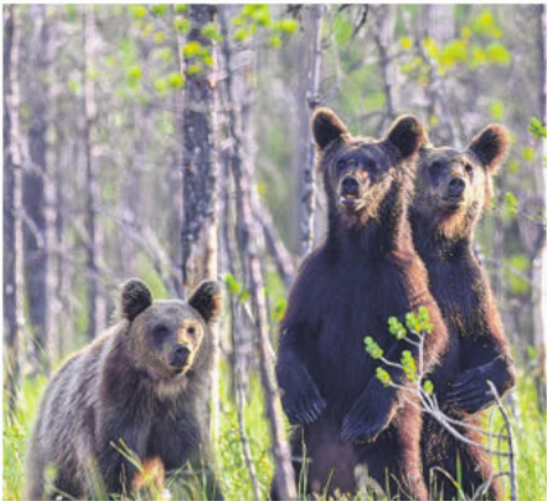 Tolles Bild: eine Bärenfamilie in Finnland. Bild: Simon Huwiler - Das Bild wird blockiert. – Möglicherweise durch einen aktiven Adblocker.