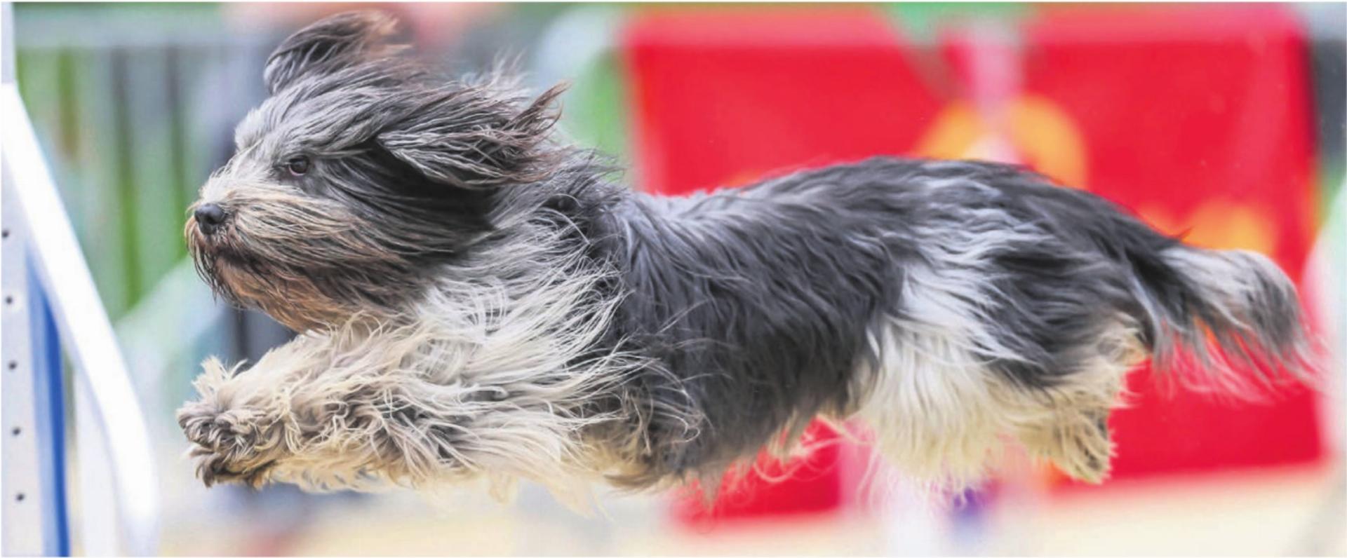 Platz zum Austoben, Erziehen und Voneinander-Lernen. Der «Hundesport SKG Bremgarten» trägt dazu bei, die Beziehung zwischen Hund und Hundehalter zu optimieren. Dafür bräuchte man ein geeignetes Trainingsgelände. Doch seitdem er seine ehemalige Heimat in der Oberebene verloren hat, sucht der Verein vergeblich nach einer Anschlusslösung. Bilder: zg - Das Bild wird blockiert. – Möglicherweise durch einen aktiven Adblocker.