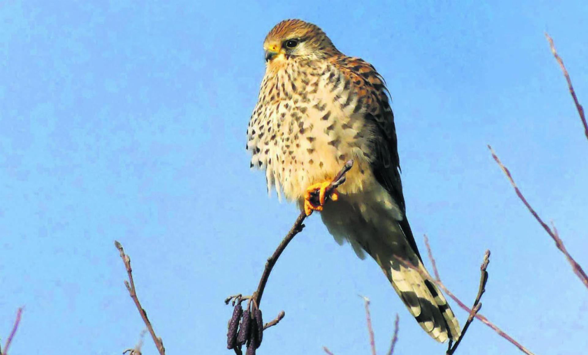  - Das Bild wird blockiert. – Möglicherweise durch einen aktiven Adblocker.