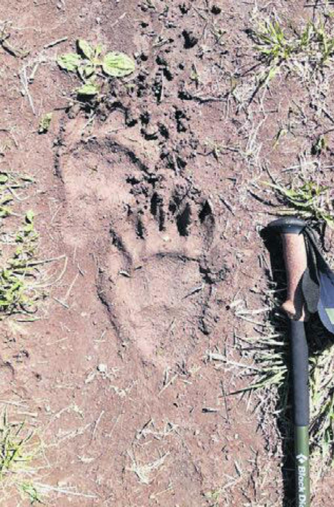 Auch Bären-Spuren gehören dazu. Auch Bären-Spuren gehören dazu.