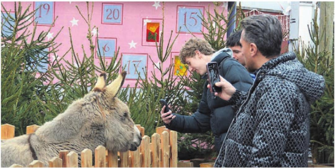 Dieser Esel zieht viele Besucher an. Dieser Esel zieht viele Besucher an.