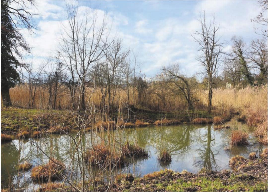 Der Altarm der Reuss in Künten Sulz verlandet zunehmend. Deshalb möchte ihn die Fischereikommission der Ortsbürgergemeinde Bremgarten ausbaggern lassen und damit wieder grössere Wasserflächen schaffen. Der Altarm der Reuss in Künten Sulz verlandet zunehmend. Deshalb möchte ihn die Fischereikommission der Ortsbürgergemeinde Bremgarten ausbaggern lassen und damit wieder grössere Wasserflächen schaffen.