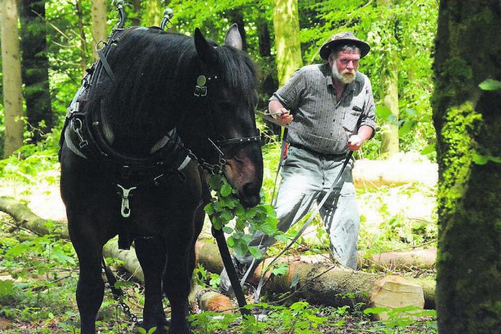 Nicht nur früher, auch heute wird das Holz teilweise mit Pferden aus dem Wald transportiert: Peter Jenni und der Hengst Mo zeigen, wie das geht. Bilder: Celeste Blanc (2) / zg