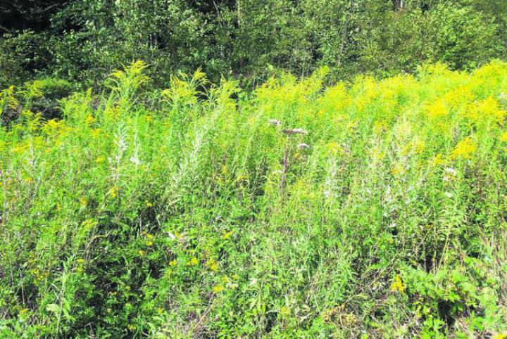 Goldruten zählen zu den invasiven Neophyten. Sie können ganze Flächen überwachsen und so Pflanzen und Tiere verdrängen. Bild: Archiv