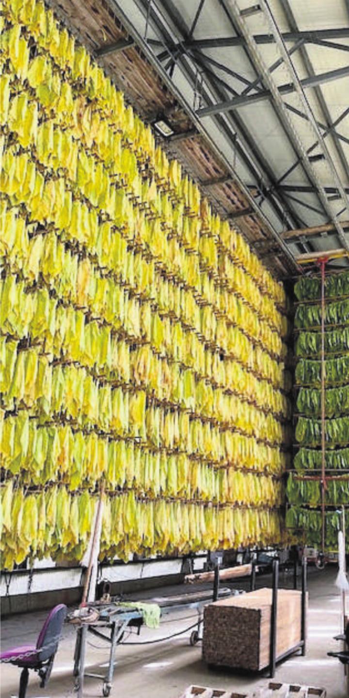 Für den Burleytabak werden die Blätter aufgehängt und während sechs bis acht Wochen luftgetrocknet. Bild: zg