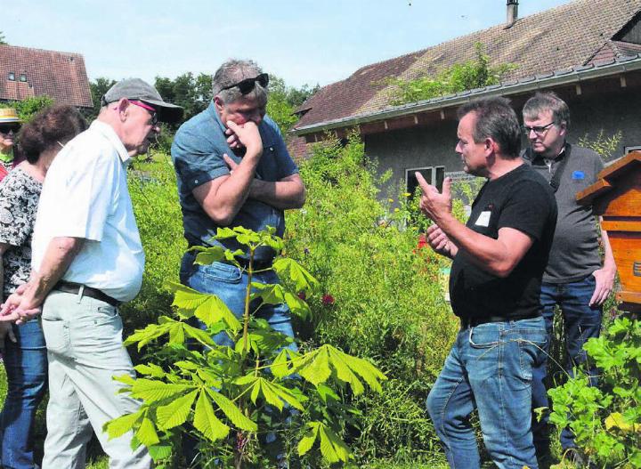 Präsident Bruno Heggli erklärt den interessierten Besuchern, wie sich ein Wildbienenvolk ohne Unterstützung des Imkers organisiert. Bilder: vaw