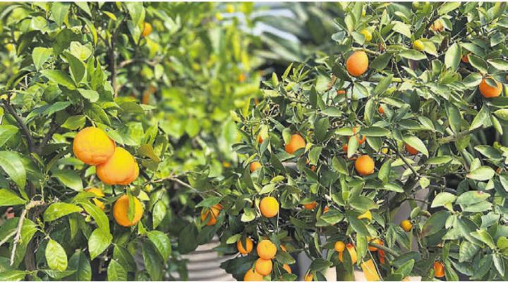 Die Emil Huber AG übernimmt die Überwinterung fachmännisch.