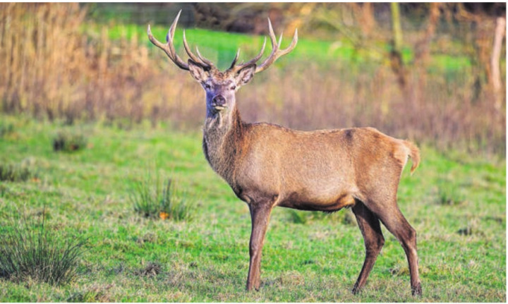 Imposanter Rothirsch. Bild: pixabay