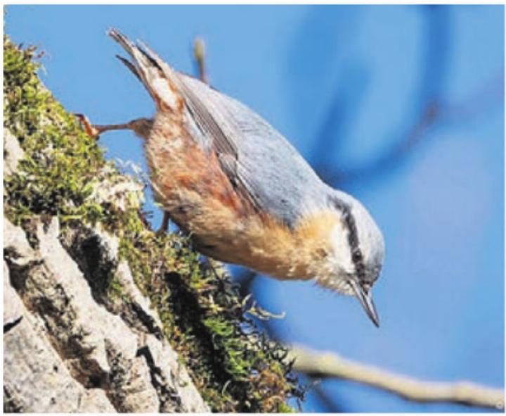 Der Kleiber ist ganzjährig zu beobachten. Bild: Beat Kyburz