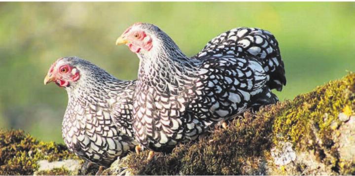 Die Wyandotten sind in der Schweiz eine sehr beliebte Rasse. Bild: zg Die Wyandotten sind in der Schweiz eine sehr beliebte Rasse. Bild: zg