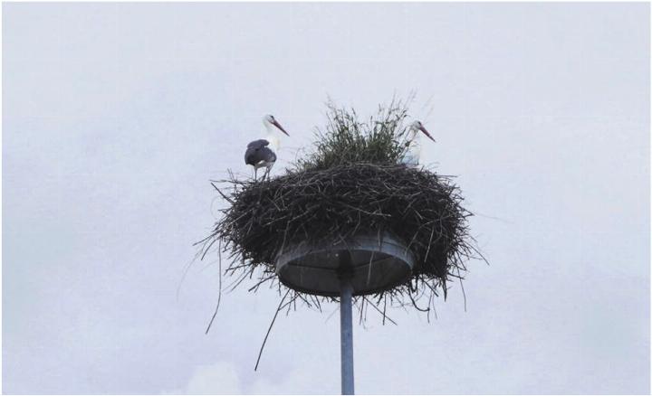 Attraktion und Blickfang: Das Storchenpaar auf dem Kreisellichtmast Niederwil-Gnadenthal ist ein schweizweiter Hingucker. Aber jetzt braucht es Hilfe bei der «Inneneinrichtung». Bild: Hans Rechsteiner / imageway Zufikon Attraktion und Blickfang: Das Storchenpaar auf dem Kreisellichtmast Niederwil-Gnadenthal ist ein schweizweiter Hingucker. Aber jetzt braucht es Hilfe bei der «Inneneinrichtung». Bild: Hans Rechsteiner / imageway Zufikon