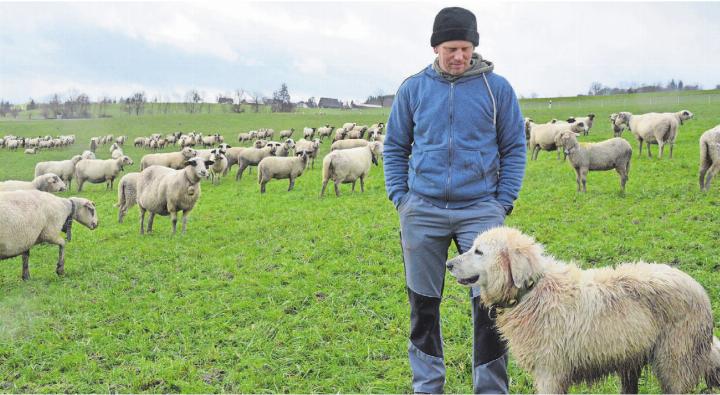Marcel Frei mit seinen Schafen und Hunden unterwegs – das ist sein Alltag. Auch wenn er in diesen Tagen von Schlamm, Dreck und Regen geprägt ist. Bild: Annemarie Keusch