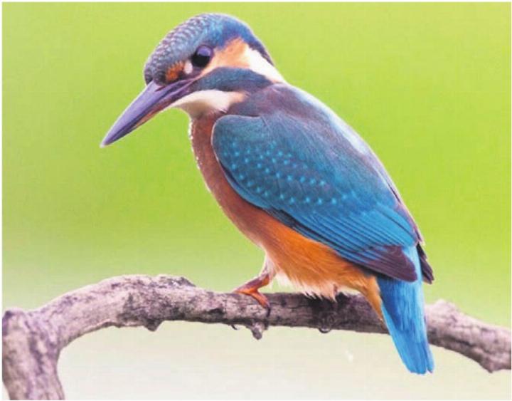 Am Vortrag gibt es viel Wissenswertes über den Eisvogel zu erfahren. Bild: zg